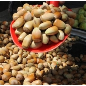 Giresun Balfin Fındık