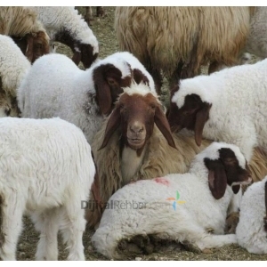 Kovancılar Kılıç Büyükbaş Hayvancılık